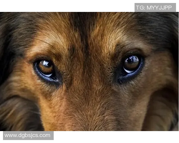 足球明星与爱犬的温馨时刻揭秘买狗视频背后的故事与情感交流 足球明星与爱犬的温馨时刻揭秘买狗视频背后的故事与情感交流